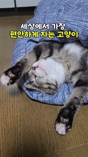 309화 세상에서 가장 편안하게 자는 고양이 #귀여운고양이 #잠자는고양이 #아기고양이 #길냥이 #cutecat