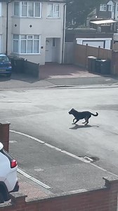 happened around Willow way, river way Luton. This poor man was walking his own dog when he and his husky was attacked by a dangerous Rottweiler dog. Still looking for owner and dog. Injury pictures in comments | Spotted: Luton