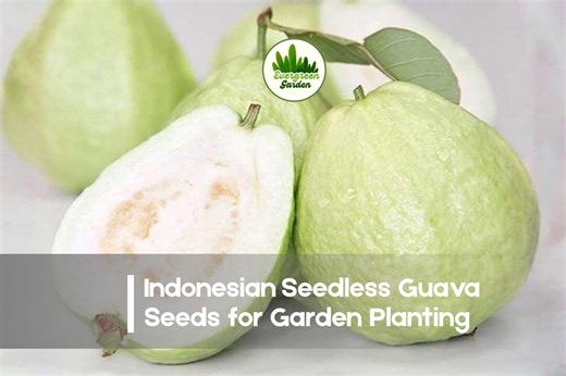 50 Indonesian Seedless Guava Seeds - Etsy