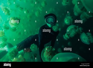 JELLYFISH LAKE, PALAU: INCREDIBLE images and footage shows a man diving into a lake surrounded by hundreds of jellyfish. The spectacular pictures show the large number of Golden Jellyfish, which thankfully for this intrepid diver do not sting, congregating in the lake as the diver tries to swim through them. The stunning video shows the surreal nature of the lake as it is clear one moment and populated by hundreds of the creatures the next. The pictures and video were taken at the aptly named Je