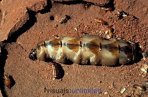 Macrotermes bellicosus - Alchetron, The Free Social Encyclopedia