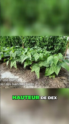 Pourquoi butter les haricots verts ? #shorts