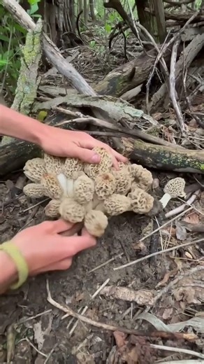 Spring brings magic… and morels #morel #shorts #nature #wildlife #mashroom #chitral #spring #season