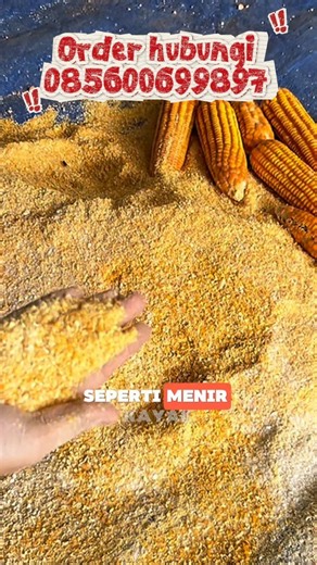 Tes Giling Jagung Dengan Saringan 4mm Hasil Halus Cocok Untuk Pakan Ayam Kecil Atau itik#mesingiling