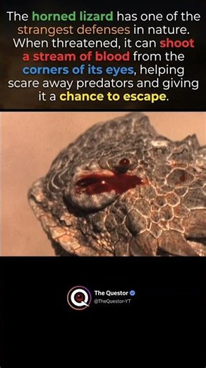 The Horned lizard #intrestingfacts #facts