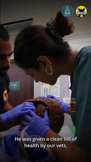 A Pangolin Rescued, Treated, and Released into the wild