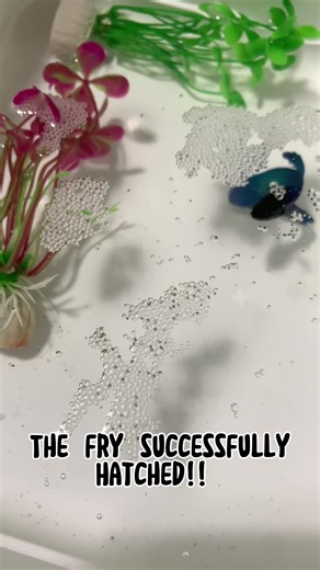 Day 4 & Day 5 | The Fry Hatched!