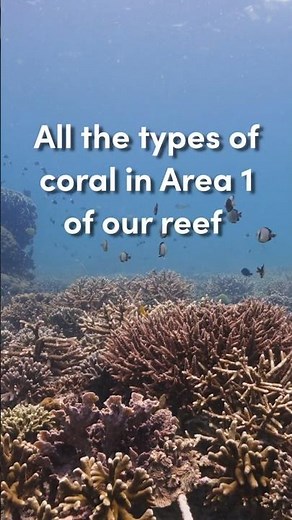 The coral types in area 1 of our reef