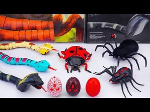 ZURU ROBO ALIVE COLLECTION | UNBOXING Robo Tarantula Spider, Robo Snake, Robo Lady Bug | ASMR