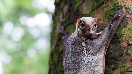 14 Cute Colugo (Flying Lemur) Facts - Fact Animal