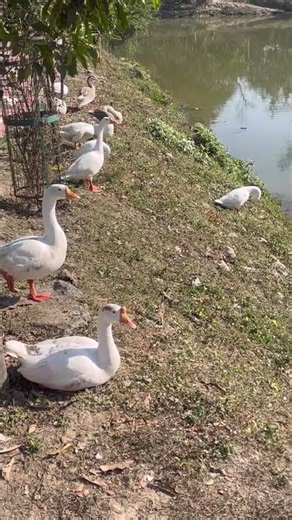 Ducks 🦆 #duck #deradhun #travel