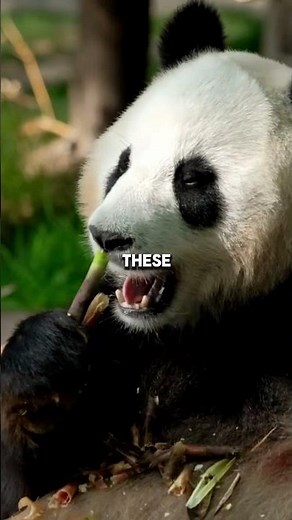 The Shocking Daily Diet of a Giant Panda 🐼😱 #animalfacts #giantpanda