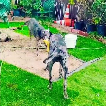 Perfect comparison to see the difference between an American and European great dane💪