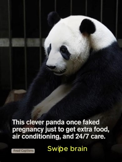A panda at the Chengdu Research Base in China became famous for her...