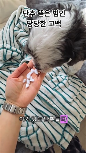 옷이 자꾸 망가지는 이유…범인은 집에 있었다#단추 #도둑#강아지브이로그#강아지웃김#강아지습관#강아지사고 #사고쟁이 #당당해#고백