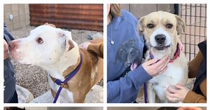 Pets at PACC: Going on Jersey's Journeys