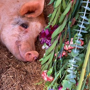 Rescue pig picks flowers and carries them back to decorate her house — look how happy she is in her nest 😍 | The Dodo