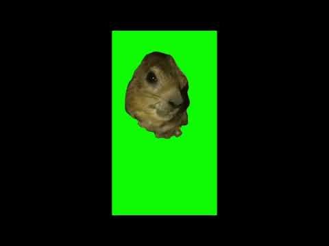 Prairie dog Hyrax screaming avava awawa meme on green screen