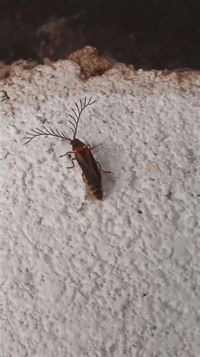 Nature’s Radar 📡: The Incredible Feather-Horned Glowworm Beetle! 🪲✨ #beetle #shorts