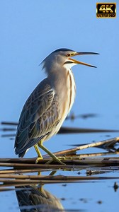 Booming Marsh Alarm | Up Close With This American Bittern Singing | Cinematic 4K Hook This reels feels like a front-row seat to a primal marsh performance — the booming sequence is clear, cinematic, and delivered with authority by this adult American Bittern. The recording captures the full pumping cycle: slow inhalation, dramatic neck inflation, and the low-frequency boom that carries through fog and cattails. From a production standpoint I liked the audio fidelity (bittern booming, bittern cal