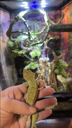 Crested Gecko Defies Gravity in Slow Motion Jump!