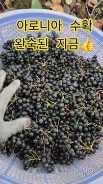 Aronia💕 Harvest now when they are fully ripe👍 How to pick a lot of aronia?