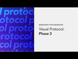 Immunocytochemistry Visual Protocol: Phase 3