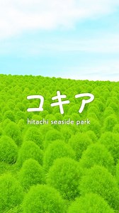 国営ひたち海浜公園の「みはらしの丘」では、爽やかなライムグリーンのコキアが見頃を迎えました。 この時期のコキアの楽しみ方は、「コキアの手触り」。 ふわふわとした手触りは、この時期ならではの特徴です。 約4万本のコキアが丘を覆いつくす圧巻の風景をご覧ください。 最新の開花情報等は、公園ホームページをご確認ください。 ※映像は2024年に撮影したものです。 | 国営ひたち海浜公園