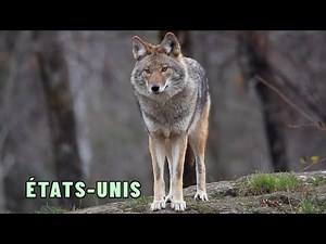 Les animaux sauvages arrivent en ville aux États-Unis