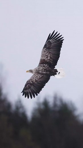 French Motivational Quotes and Proverbs for Inspiration