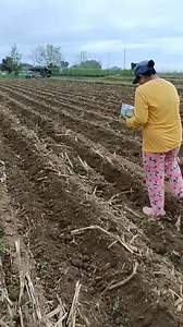 1.1M views · 6.4K reactions | Paano ba magtanim Ng mais樂wla Ng kalabaw makina na Ang ginagamit殺 | Roderick Viola | Facebook