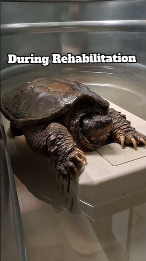 Snapping Turtle Successfully Saved and Released by Northern Colorado Wildlife Center