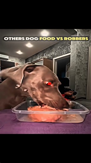 Dogs eating vs Robbers 🧨