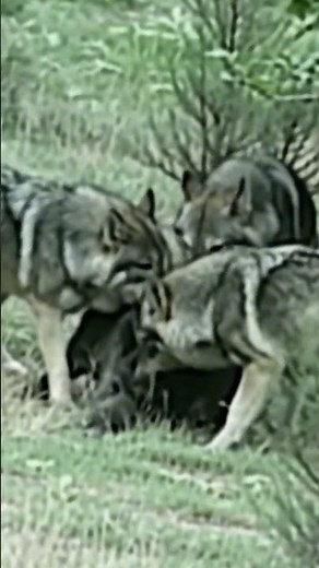 🐺 Wolves Attacked a Wild Boar in the Forest! 🌲