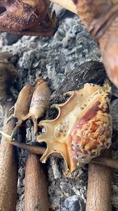 Spider shell native na manok | Avila Rendell Hindang