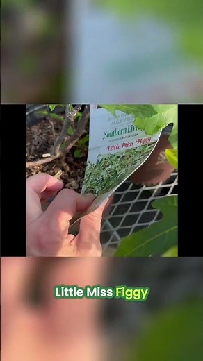 Meet 'Little Miss Figgy': Your Perfect Dwarf Fig Tree! #shorts