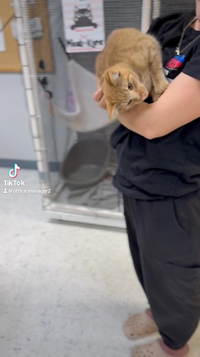 1.4K views · 28 reactions |  Cuddle King: Meet Micah! Say hello to...