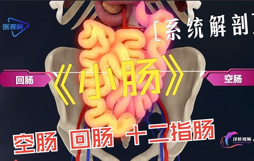 【系统解剖】--小肠的结构与解剖