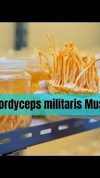 A Tour of Cordyceps militaris Mushroom Farm | Keeda Jadi Mushroom Cultivation in India
