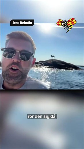 Oväntade älgmötet: ”Rör den sig skiter jag på mig”