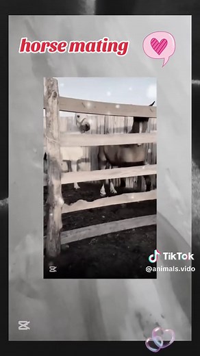 horse animals mating donkey animals farm animals video cowboy Animaux sur Tik Tok Royaume-Uni États-Unis France Allemagne Corée Brésil Chine