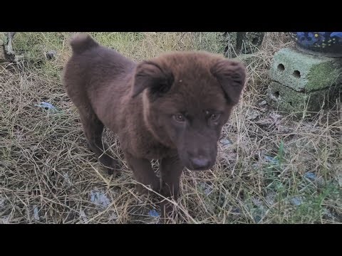 Vietnamese native dogs Share with those who love to raise Vietnamese native dogs #dog