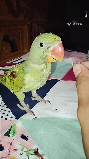 Realistic Parrot Sounds | High-Quality Bird Sound Effects