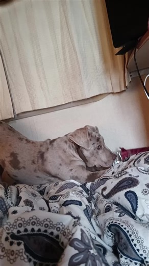 #doglife🐾 #puppylove #canecorsopuppy