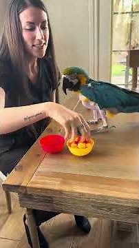 The red 🤣 #birdtricks #pettricks #animaltraining #macaw