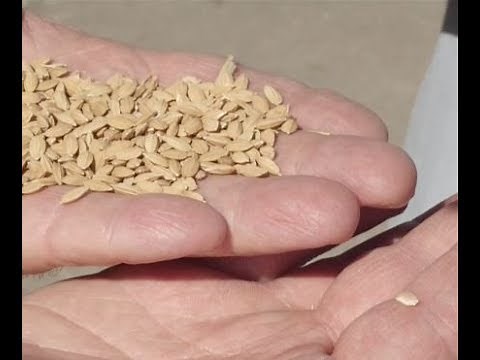 How rice is grown and harvested by Curiosity Quest