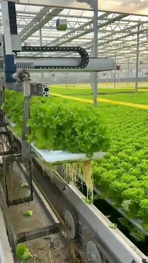 China hydroponic farming 中国水培农业 #chinainnovation #chinatechnology#agriculture #agrotech