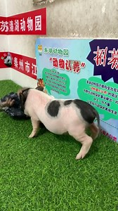 1K views · 14 reactions | Baby monkey ride on small pig while she eat fruit | Baby Monkeys | Facebook