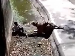 Boy dragged off and mauled to death by tiger after climbing into zoo enclosure