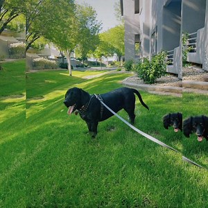 1.4K views · 95 reactions |  ADOPTION UPDATE  We adopted a basset...